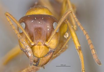 Media type: image;   Entomology 8841 Aspect: head frontal view
